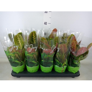 Maranta leuc. 'Fascinator'