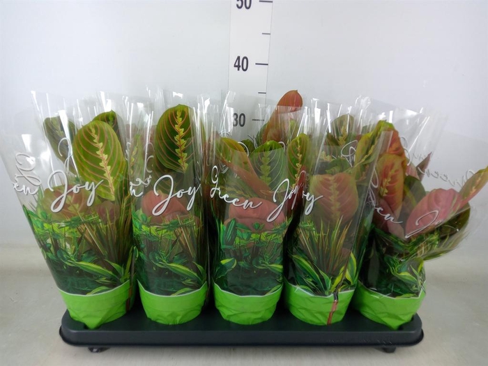 <h4>Maranta leuc. 'Fascinator'</h4>