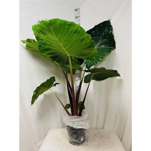 Alocasia Overig