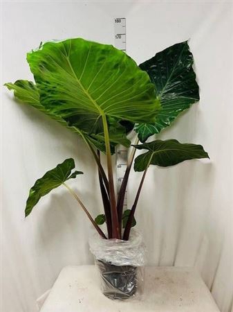 <h4>Alocasia Overig</h4>