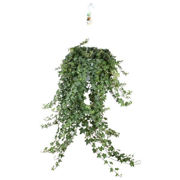 <h4>Hedera helix Pitsburg - hang/XXL</h4>