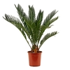 Cycas revoluta
