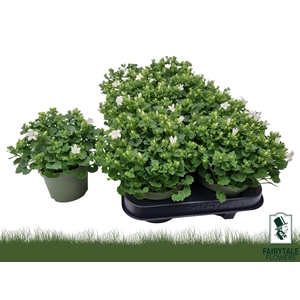 CAMP POR WHI GET MEE