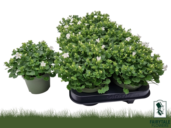 <h4>CAMP POR WHI GET MEE</h4>