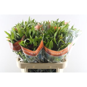 Alstr Hiphop (oranje)