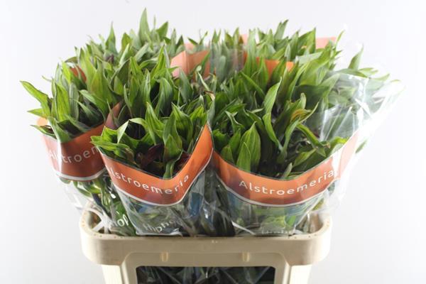 <h4>Alstr Hiphop (oranje)</h4>