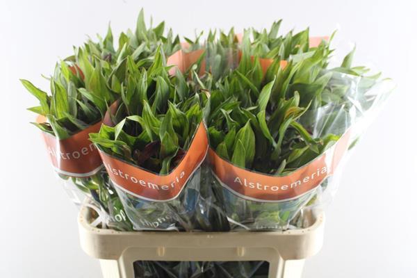 <h4>Alstr Hiphop (oranje)</h4>