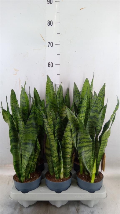 <h4>Sansevieria zeylanica</h4>