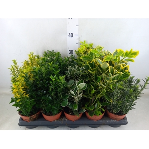 Euonymus japon.   ...mix