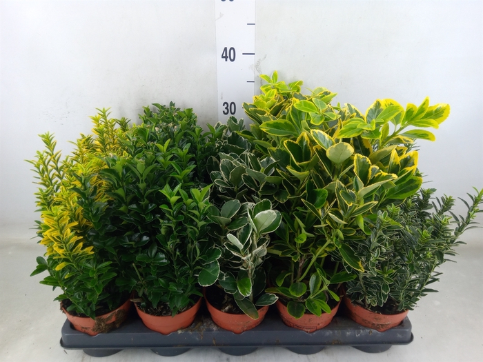 <h4>Euonymus japon.   ...mix</h4>