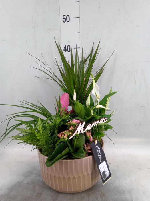 <h4>Arr.   Kamerplant Bloei H%</h4>