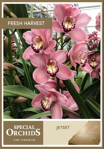 <h4>CYMB T JETSET .</h4>