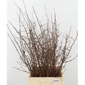 CHAENOMELES JAPONICA PER BUNCH 100CM