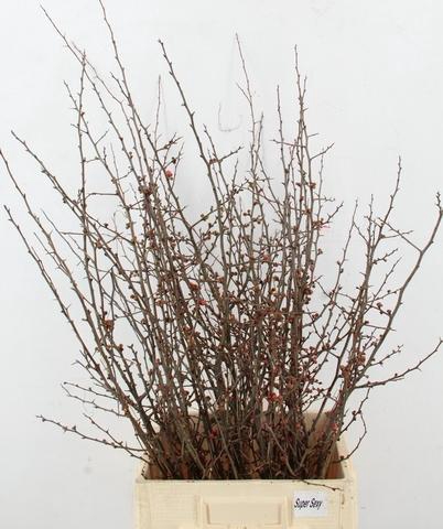 <h4>CHAENOMELES JAPONICA PER BUNCH 100CM</h4>