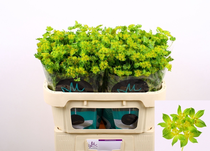 <h4>BUPLEURUM ROTUNDIFOL</h4>
