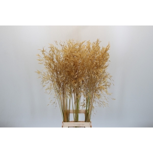 Stipa Gigantea