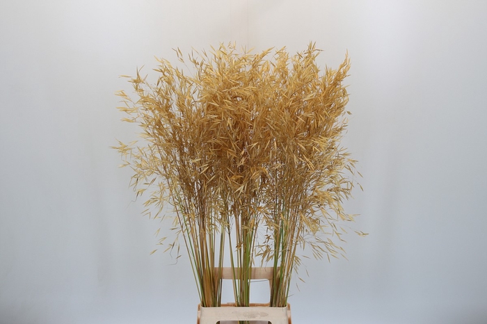 <h4>Stipa Gigantea</h4>