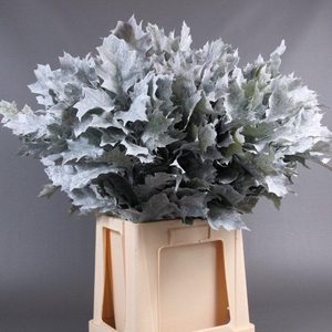 Quercus Frosted White