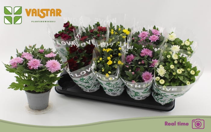 <h4>CHRYS GEM 6 KL</h4>