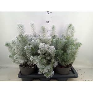 Pinus pinea 'Silver Crest'