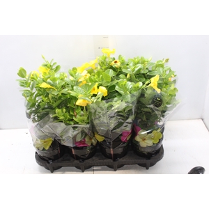 DIPLADENIA GOLDEN P14 PREMIUM