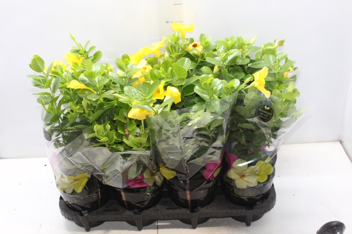 <h4>DIPLADENIA GOLDEN P14 PREMIUM</h4>