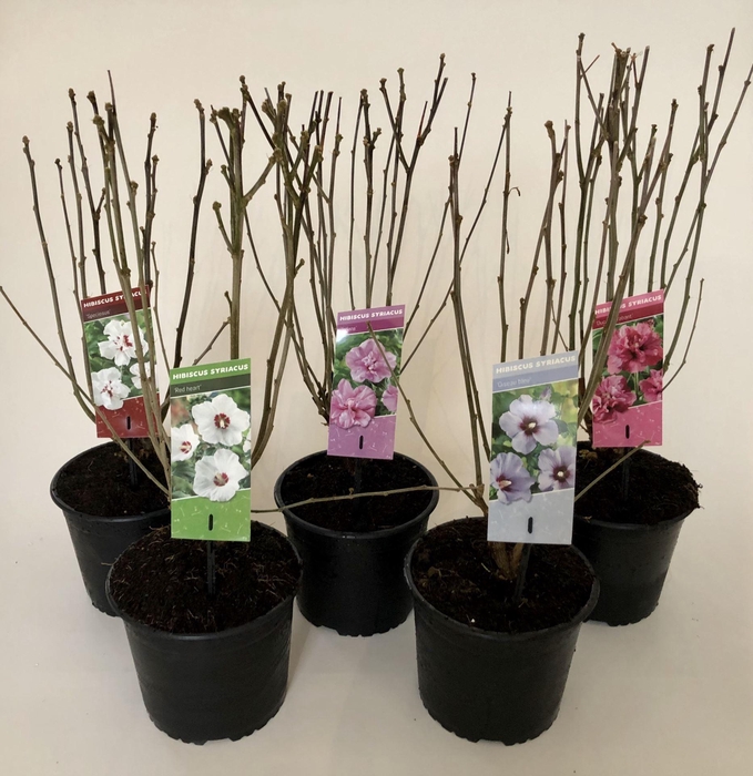 <h4>Hibiscus syriacus</h4>