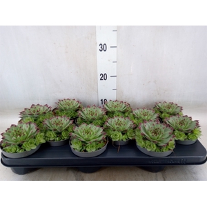 Sempervivum tectorum