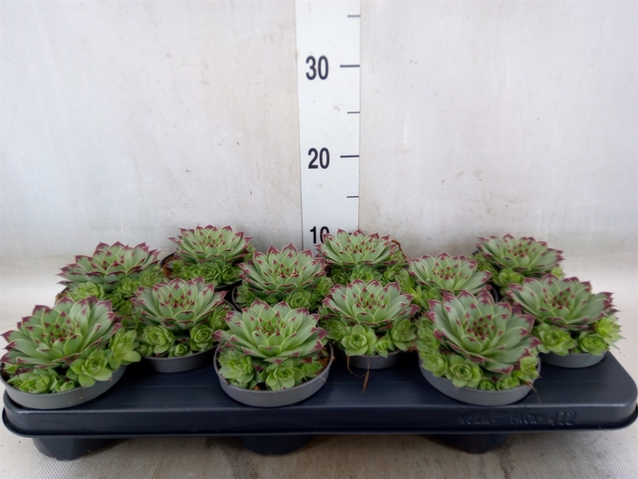 <h4>Sempervivum tectorum</h4>