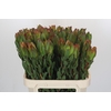 Leucadendron Laurel Yellow