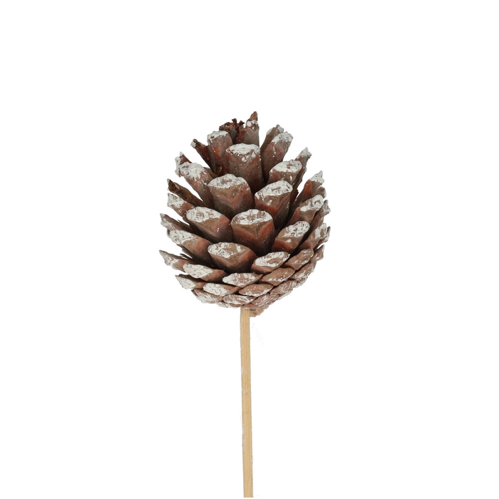 <h4>Kerst bijsteker 50cm Dennenappel 6cm</h4>