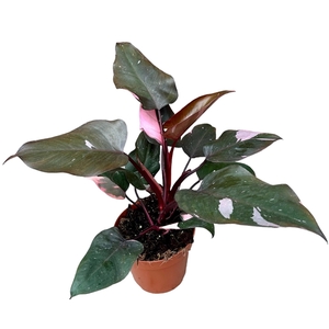 Philodendron Pink Princess