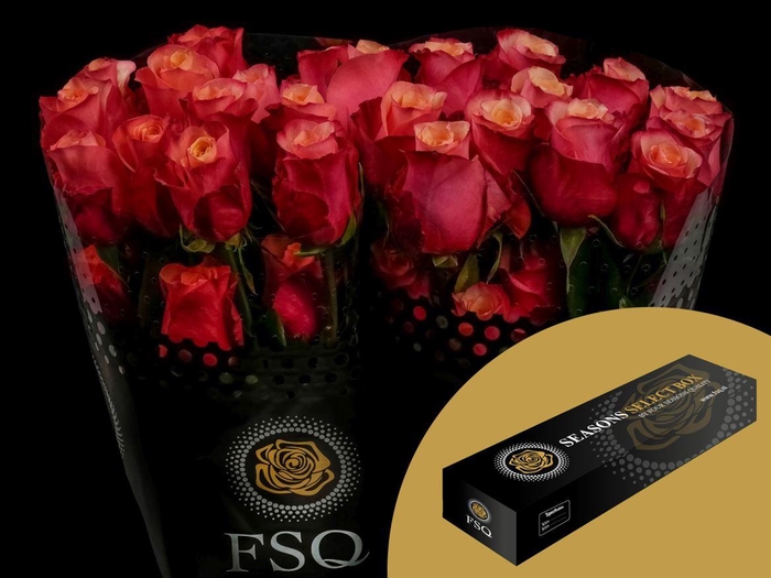 <h4>R GR Bogart Xl Box</h4>