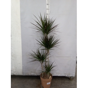 Dracaena marg. 'Magenta'