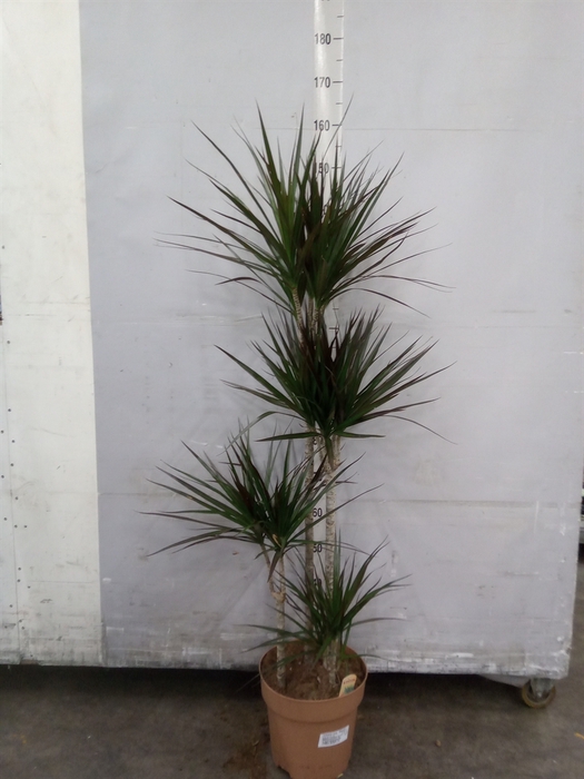 <h4>Dracaena marg. 'Magenta'</h4>