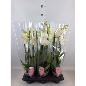 Phalaenopsis  'Ant Inverness'