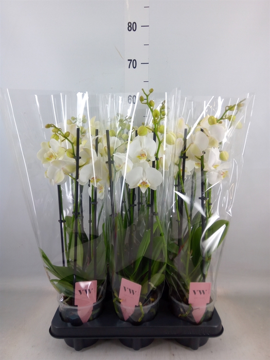 <h4>Phalaenopsis  'Ant Inverness'</h4>