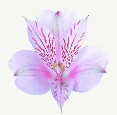 <h4>Alstr Papillion</h4>