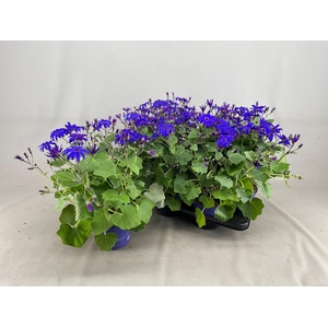 PERI C SEN DEEP BLUE