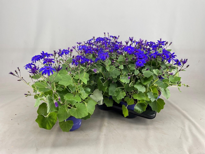 <h4>PERI C SEN DEEP BLUE</h4>