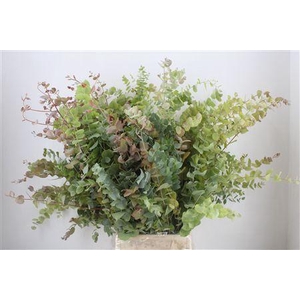 EUCA STUARTIANA AUTUMN P BUNCH