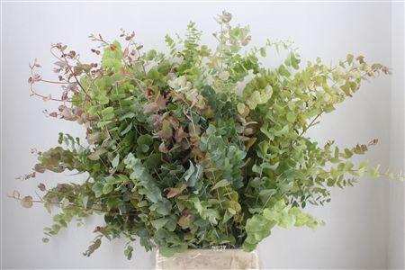<h4>EUCA STUARTIANA AUTUMN P BUNCH</h4>