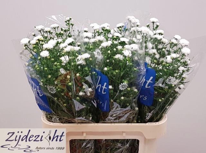 <h4>ASTER CASSY AST CASSY</h4>
