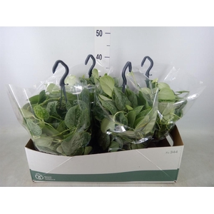 Scindapsus pictus 'Silvery Ann'