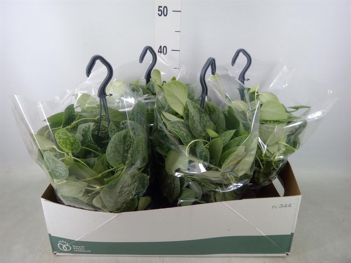 <h4>Scindapsus pictus 'Silvery Ann'</h4>