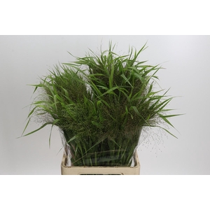 Panicum Fountain