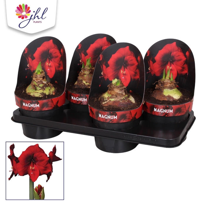<h4>Amaryllis MAGNUM</h4>