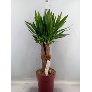 Yucca elephantipes   ...