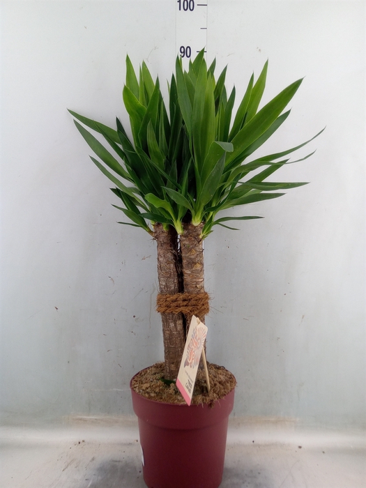 <h4>Yucca elephantipes   ...</h4>