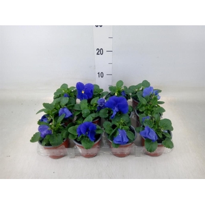 Viola wr. 'Flair Light Blue'